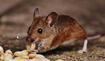 24 Hour & Emergency Exterminators in Tucumcari, NM